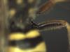 Nomada goodeniana